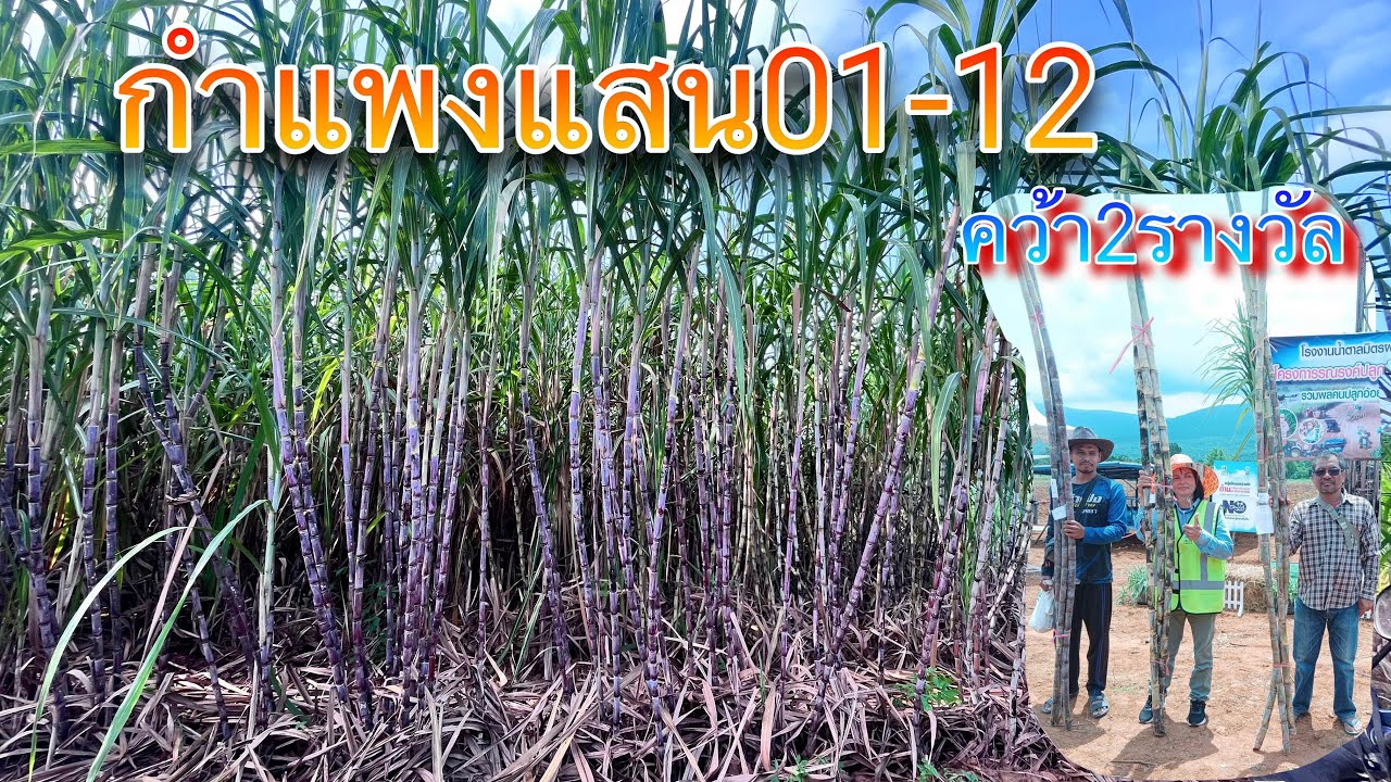 อ้อยพันธุ์กำแพงแสน01-12 รับรางวัล2รางวัล มาดูกัน ข้อดีข้อเสีย