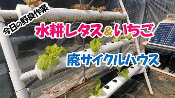 温室化した水耕栽培のレタス達