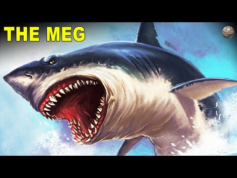 The Megalodon, A Prehistoric Giant Shark That Ruled the Seven Seas