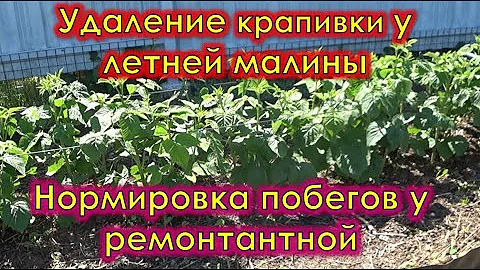 Удаление крапивки у летней малины и нормировка побегов у ремонтантной.