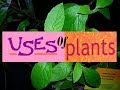 Plant Products and Their Uses