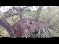 Leopard steals chick from inside Ground-Hornbill nest.