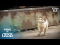 What Three-Legged Mother Cat Does Every Day Not To Lose Kittens Again Is.. | Animal in Crisis EP158