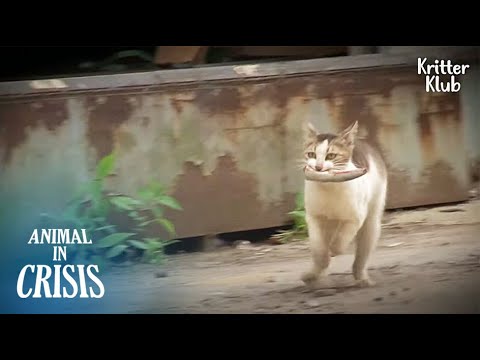 Wideo: Cat Man Of Aleppo Zapisuje The Cats Of War