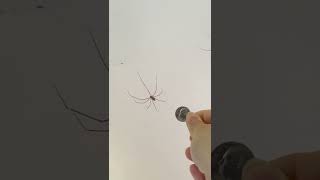 GIANT DADDY LONG LEGS Spiders