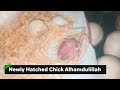 Yellow Ringneck Newly Hatched Chick | Episode 43