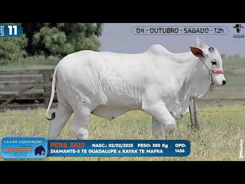 LOTE 11   PERB 5823