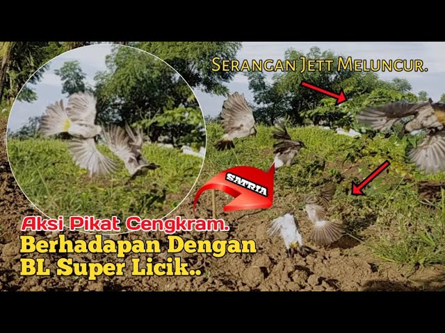 Aksi.‼️ Pikat Cengkram Berharapan Dengan Lawan Super Licik.. class=