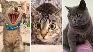 You Laugh You Lose 🤣 Funniest Cats 😹 (2023) by Cats being CATS! 2,628 views 9 months ago 10 minutes, 51 seconds