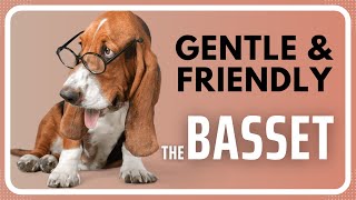 Uncovering the Basset Hound - What You Need to Know!