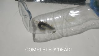 A dead centipede.