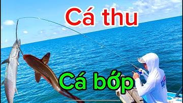 câu cá biển tập 13/ câu cá biển đụng phải cá bớp, cá thu, cá kẽm cá bè