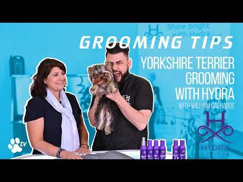Yorkshire Terriër verzorgen met Hydra | Grooming Tips - TRANSGROOM