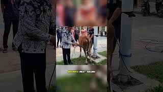 Qurbani Committees Must Know This Technique!