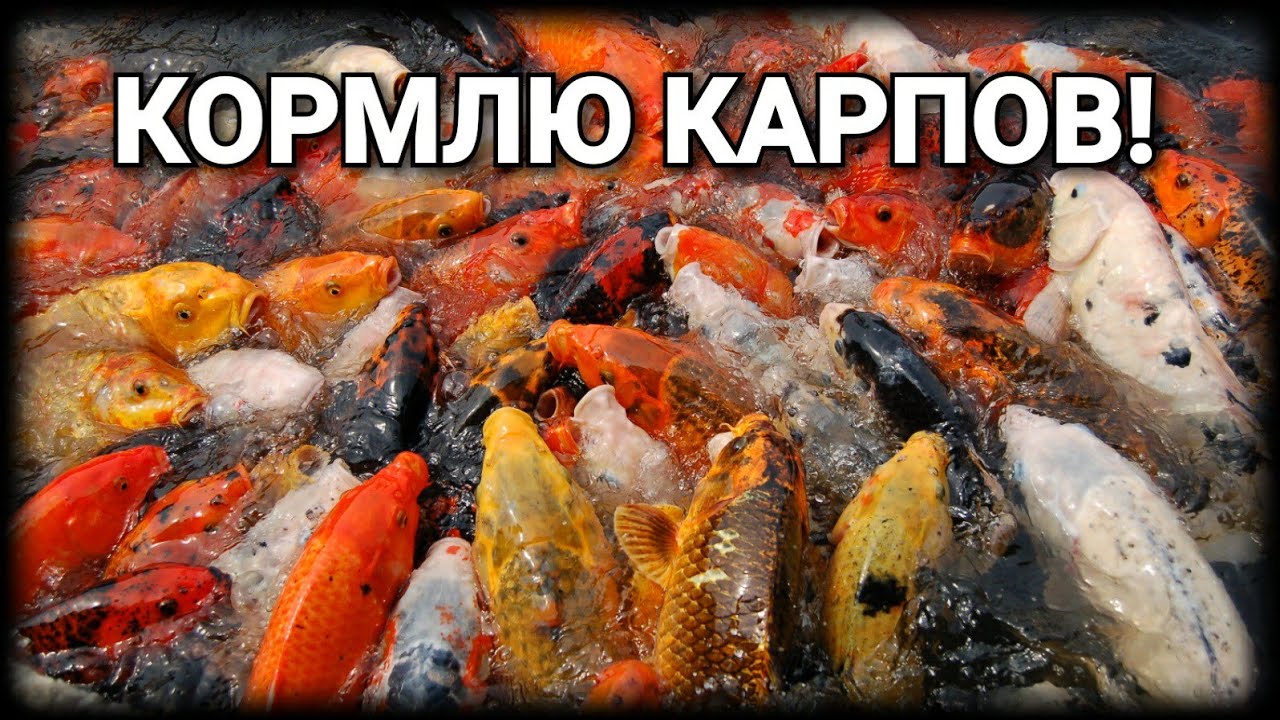 рыба семейства карповых с крупной чешуей. места кормежки карпа. рыбоводство карп. наживка на рыбца. карпе даем.
