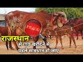 राजस्थान से गाय खरीदने के चक्कर में कही आप का नुक़सान न हो जाए ! Cow For Sale in Rajasthan | Cow