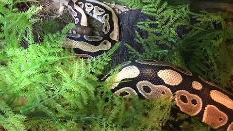Ball python feeding time lapse