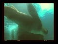 Sea Lion loves ambient music