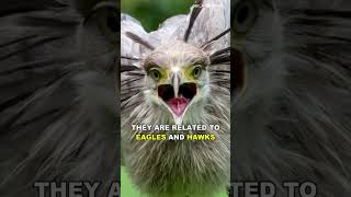 Secretary Bird |   Majestic Grace and Astonishing Hunting Prowess Unveiled #shorts