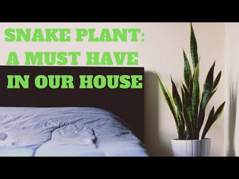 Snake Plants: A Must Have In Our House!