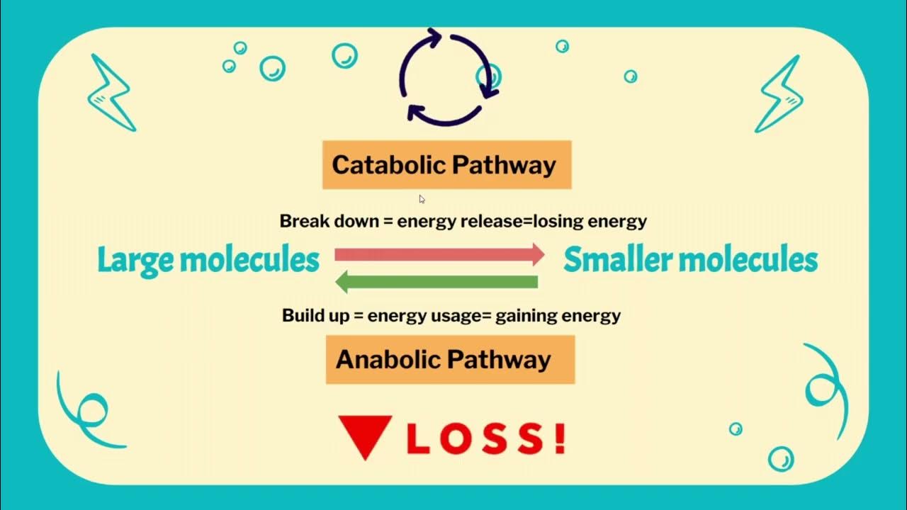 Biology | Lesson 8.1: How Organisms Obtain Energy | Explanation - YouTube