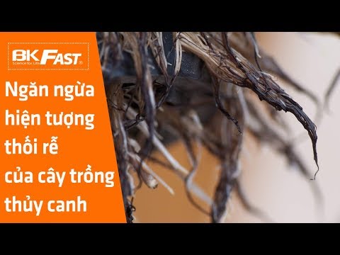 Video: Trồng Cây Thụy Điển: Chăm Sóc Cây Con, Sâu Bệnh, Vệ Sinh Và Bảo Quản