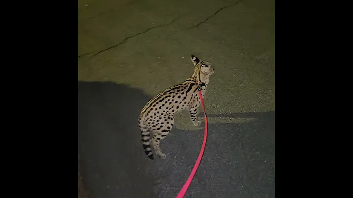 Watch the video about Pet Cemetery #Pouncerthecat #cat #cats #kittens #kitten #animals #servals #servalcats