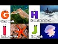 ABC Song | Sea Animals ABC Song | Phonics for Kids, Learn ABC, Baby Alphabet Letters