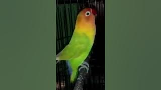 lovebird marco konslet