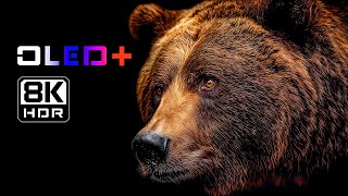 SPECIAL OLED - Hidden Earth in 8K HDR | Dolby Vision™
