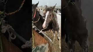 الحصان الاسمر والمهر العجيب من من النوادر الذهبيه  لما تشوف سلالات طيبه في السوق الزقازيق