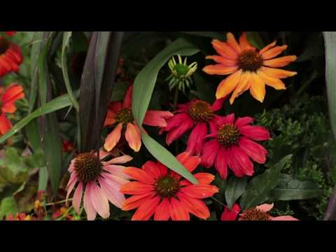 Lakota Fire Coneflower