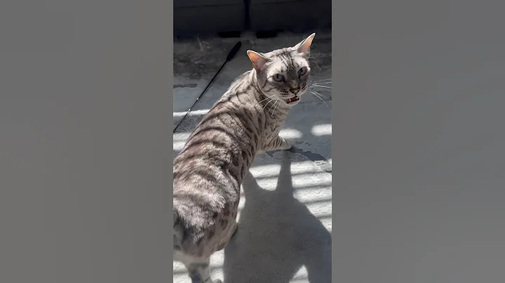 Video 5205921: bengalcat bengals cat kitten, catlover bengals bengalcat, bengals bengalcat cute, bengal cat meow kitten, bengal cat kitten kitty, bengal kitten white cat