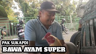 SUKAPDI Brings a Super Bangkok Chicken - ABG blue coop