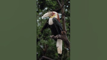 Hornbill Hilarity: A 20-Second Laugh! 🤣😂🤯🎉