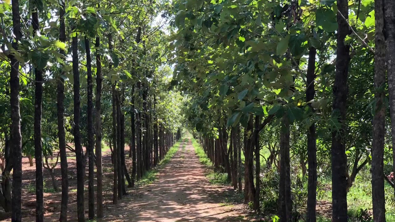 MANGO FARM FOR SALE NEAR RAJAPALAYAM, TAMILNADU GENUINE BUYERS