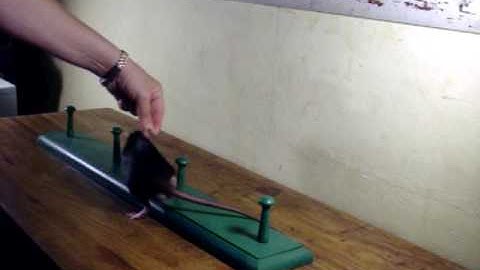 Jasper learning the weave poles