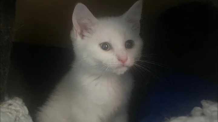 Watch the video about 8 week old Pure white half bengal kitten playing with 15 week old moggy