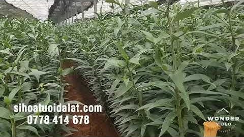 Gia hoa ly đà lạt tết 2023 u vàng u đỏ / sihoatuoidalat.com 7