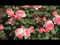 Розы. Исполнение желаний... Laurent Cabrol, Cyclamen Pierre de Ronsard, Schloss Eutin .