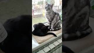 WHITEY THE BLACK KITTEN  eating chicken meat very loud and licking herself by kotomaniak 59 views 2 years ago 1 minute, 3 seconds
