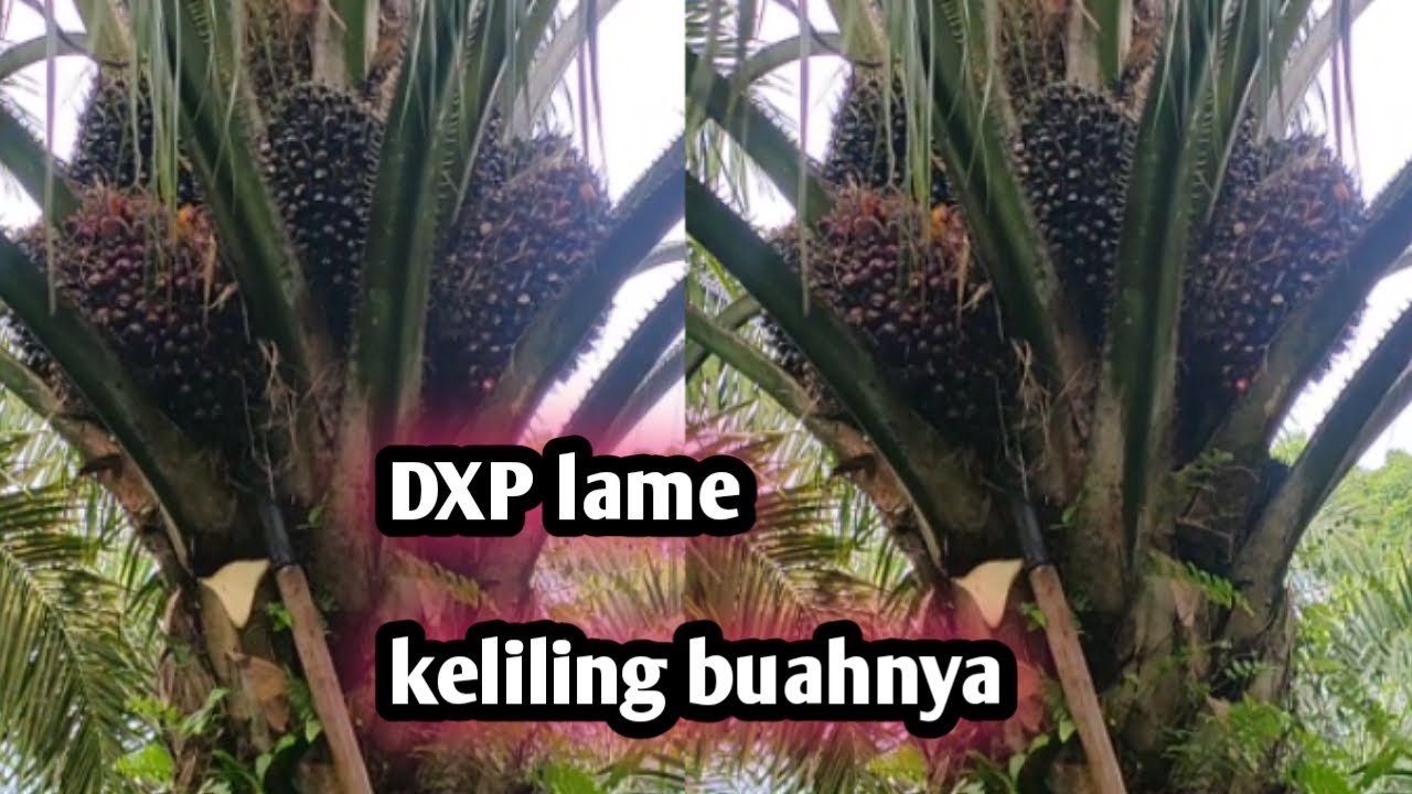 Luar biasa kelapa sawit unggul Socfindo LAME ini