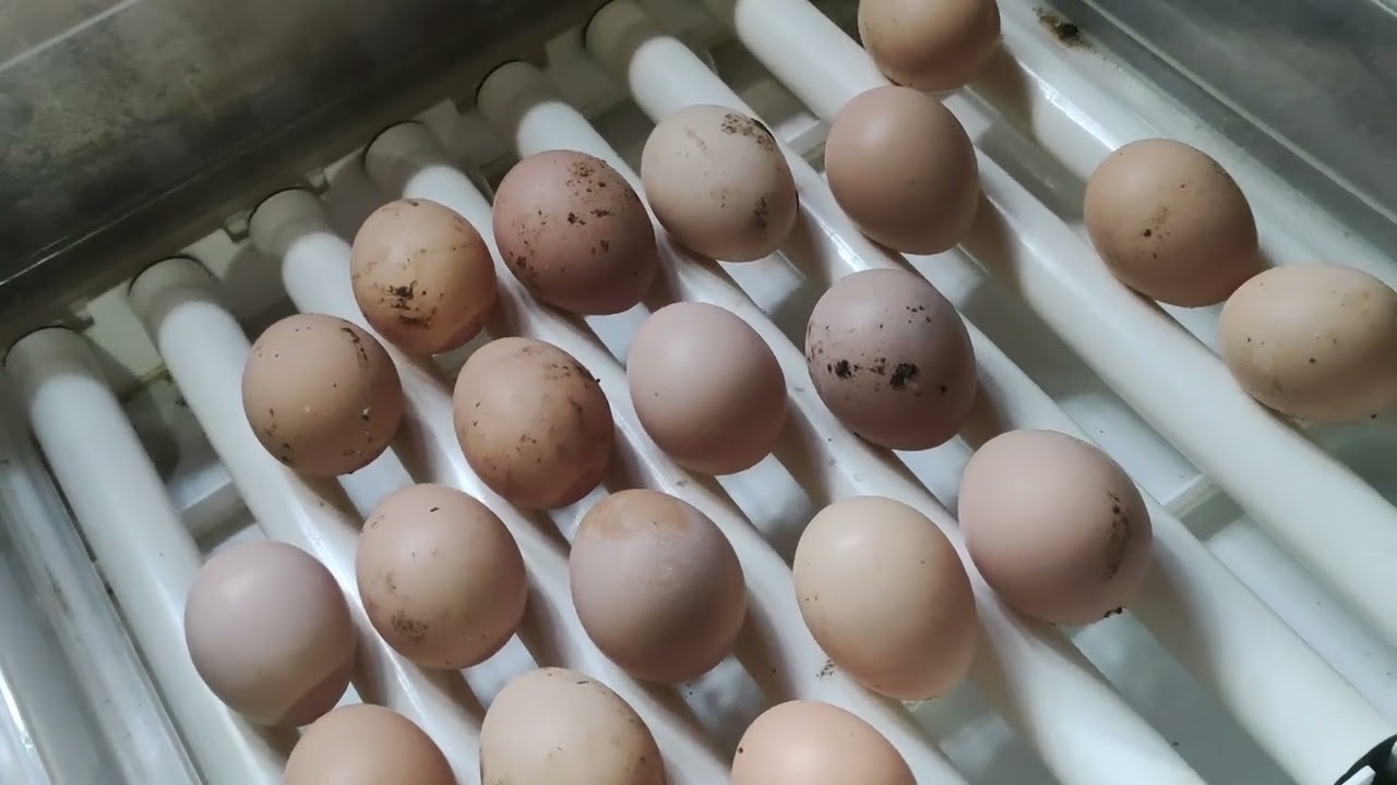 incubatoor how to set up