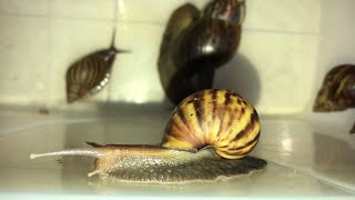 Night activity my snails #cutesnails