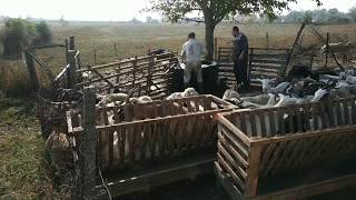 Купание коз овец от клещей вшей и паразитов на кошаре