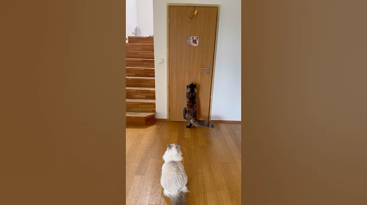 Video 11578541: mainecoon cat funnycat, cat fish, funny cat