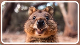 Night Wanderers: Exploring the Nocturnal Life of Quokkas by Amazing world of Animals 152 views 1 year ago 1 minute, 54 seconds