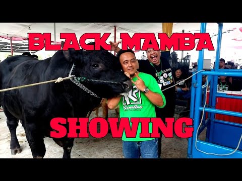 Seeing The Most Handsome Cow gig - YouTube