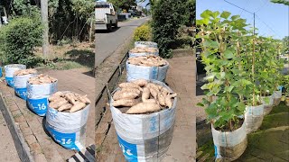 cara menanam ubi jalar dari benih sampai panen || how to grow sweet potatoes from seed to harvest
