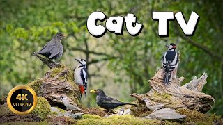 Cat TV for Cats to Watch 🐈 - SUNNY DAY🐦‍⬛(4K) by Birdies Buddies 3,061 views 13 days ago 9 hours, 3 minutes